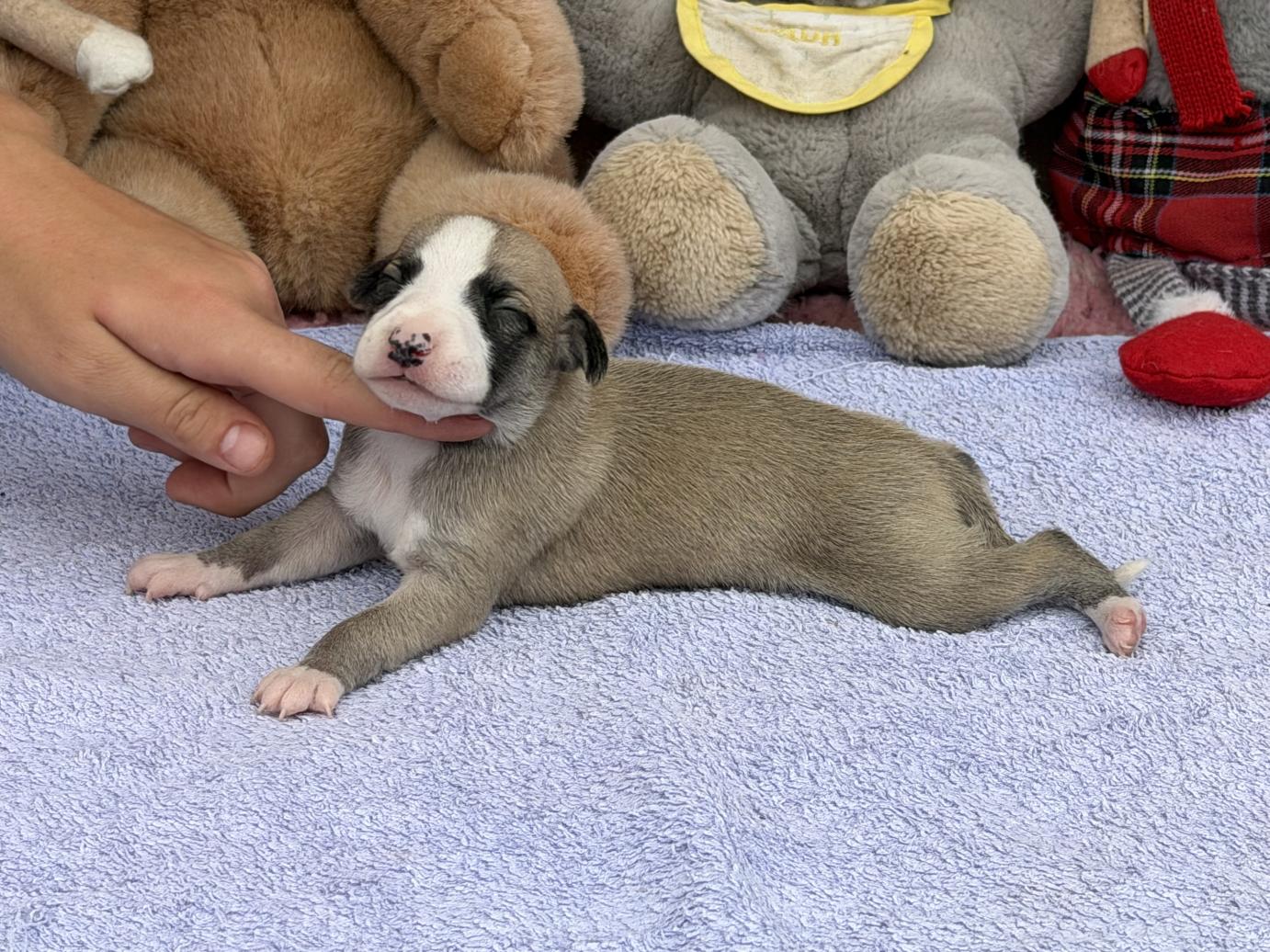 chiot disponible