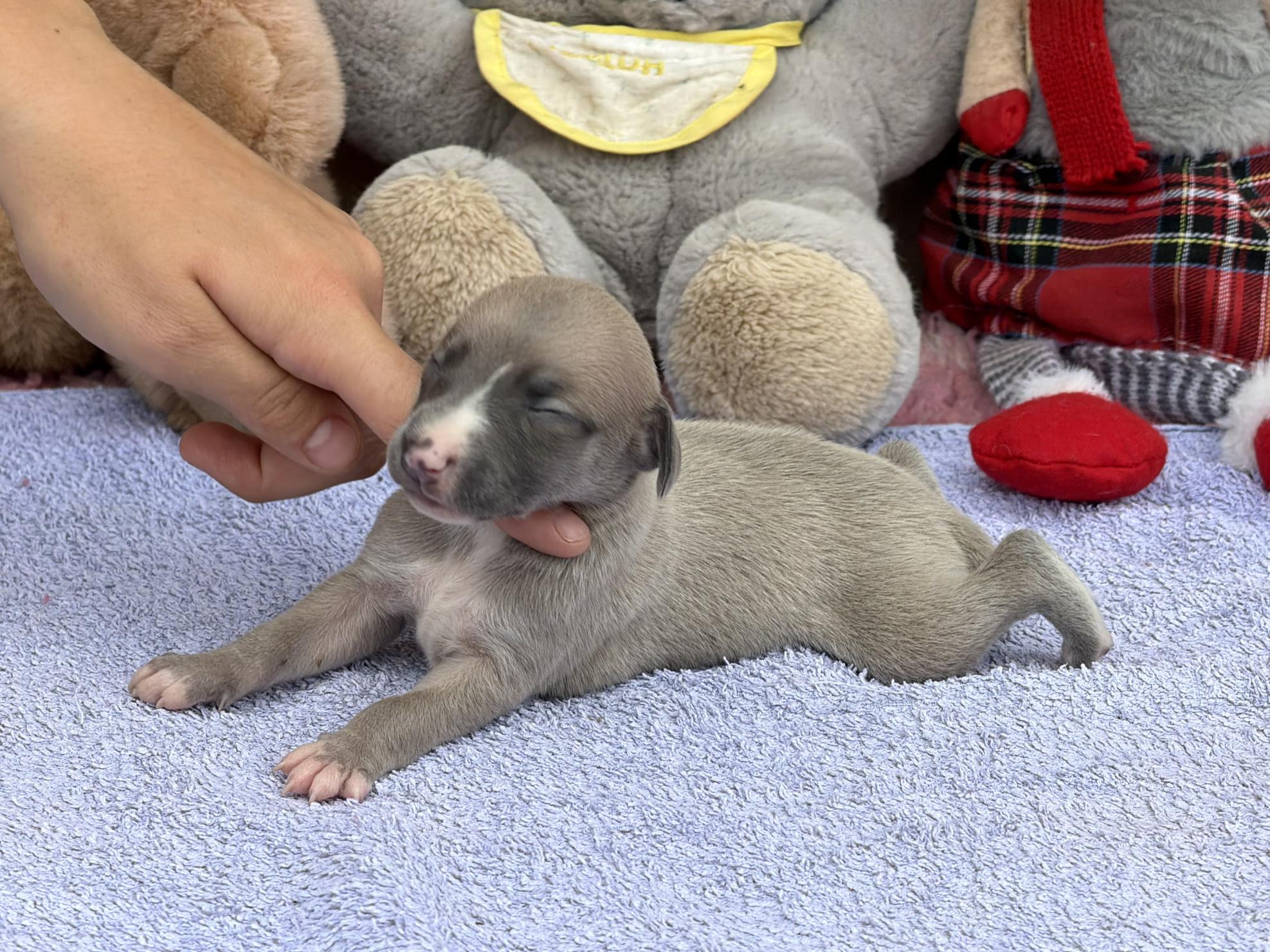 chiot disponible