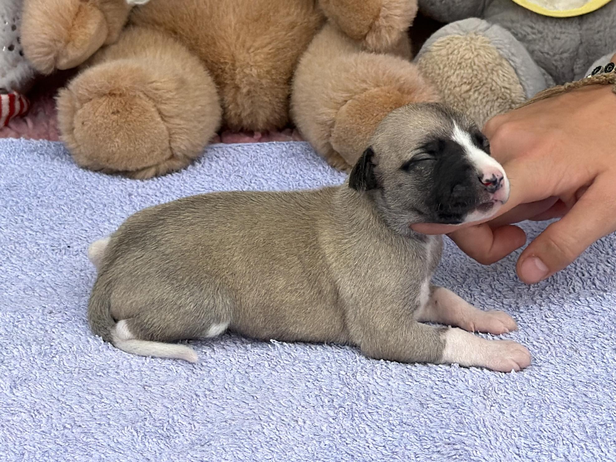 Chiot Whippet Disponible