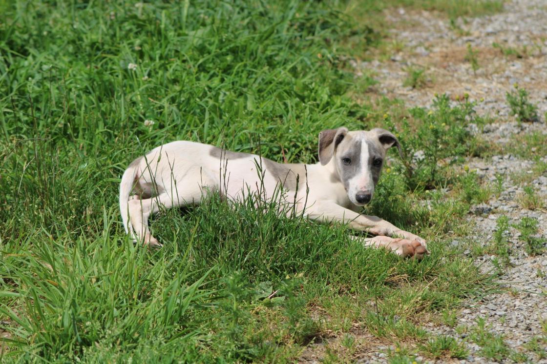 chiot disponible