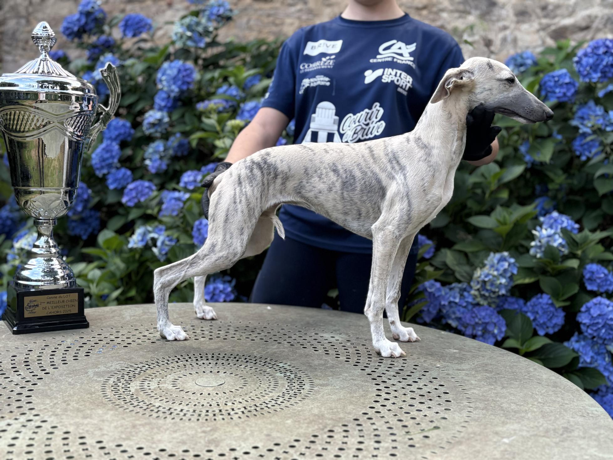 Chiot Whippet Disponible