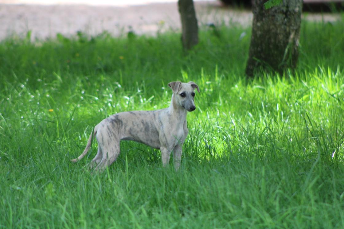 chiot disponible