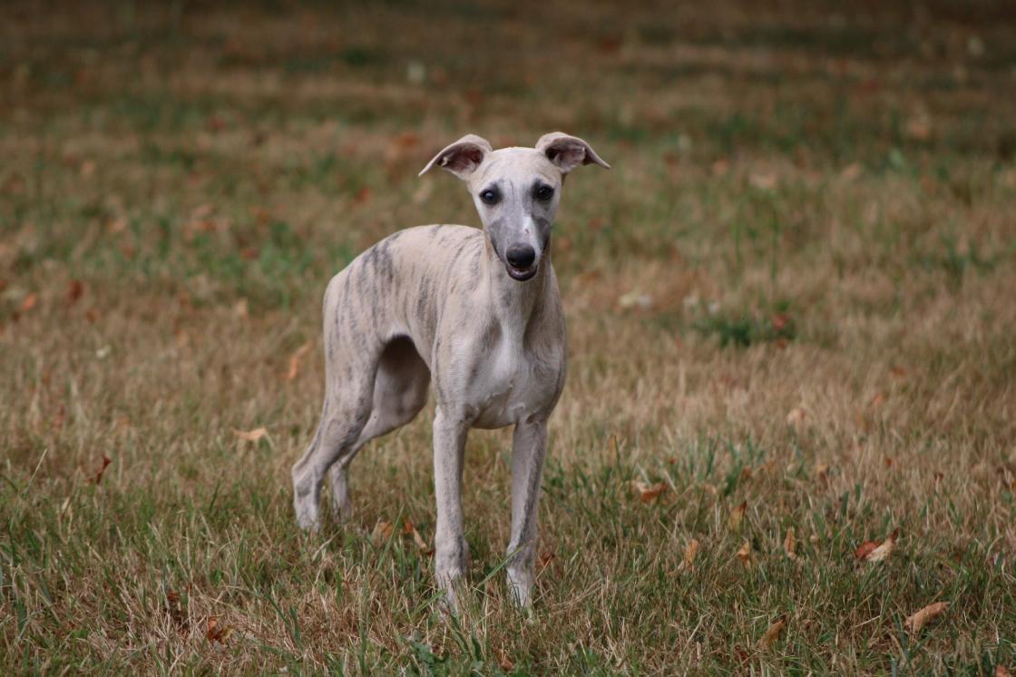 chiot disponible