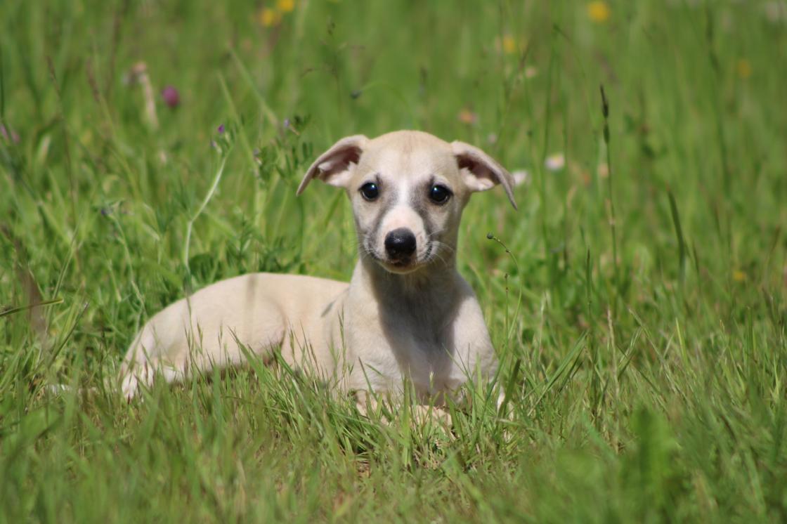 chiot disponible