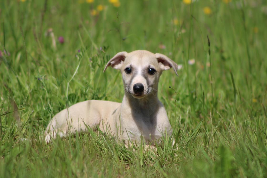 chiot disponible