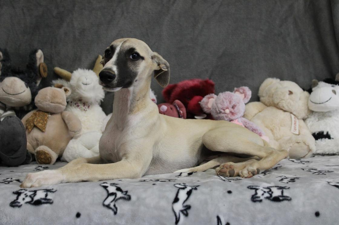 chiot disponible