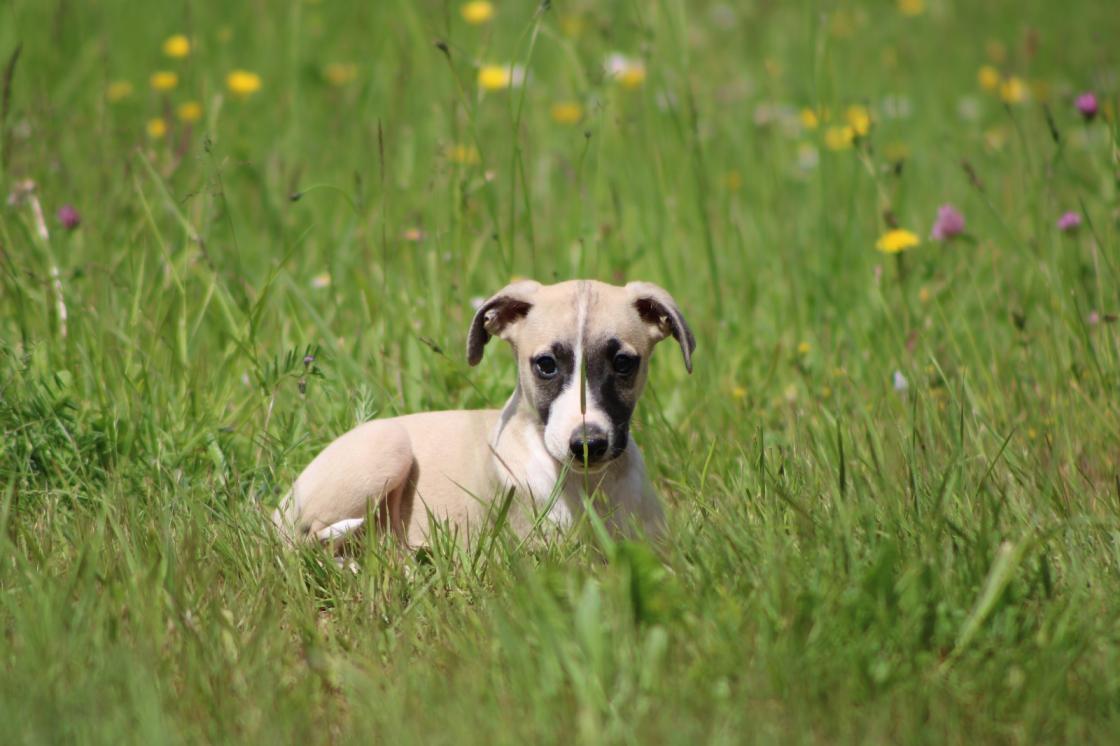 chiot disponible