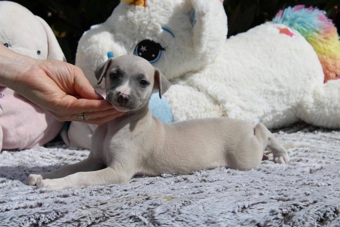 chiot disponible