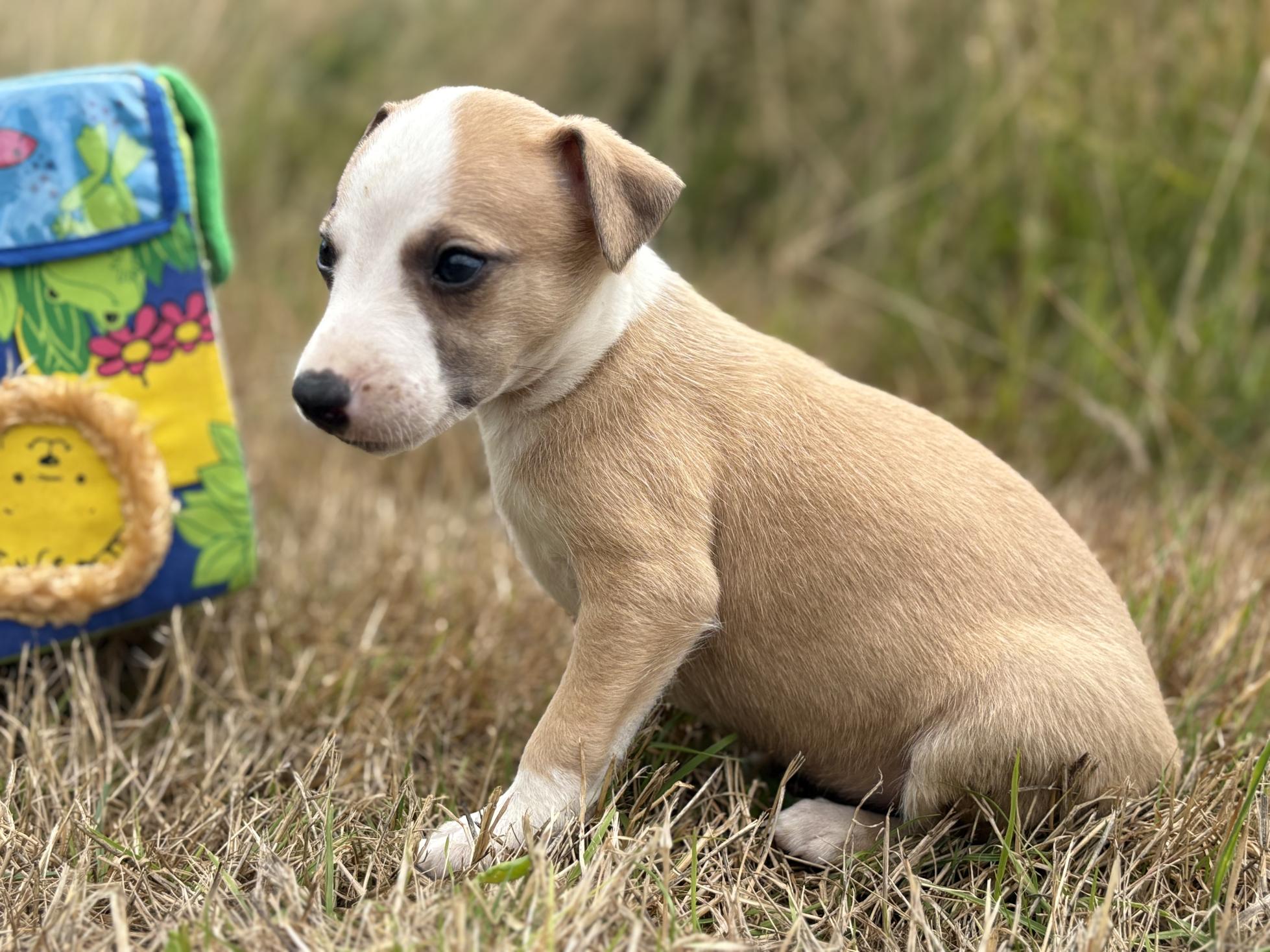 chiot disponible
